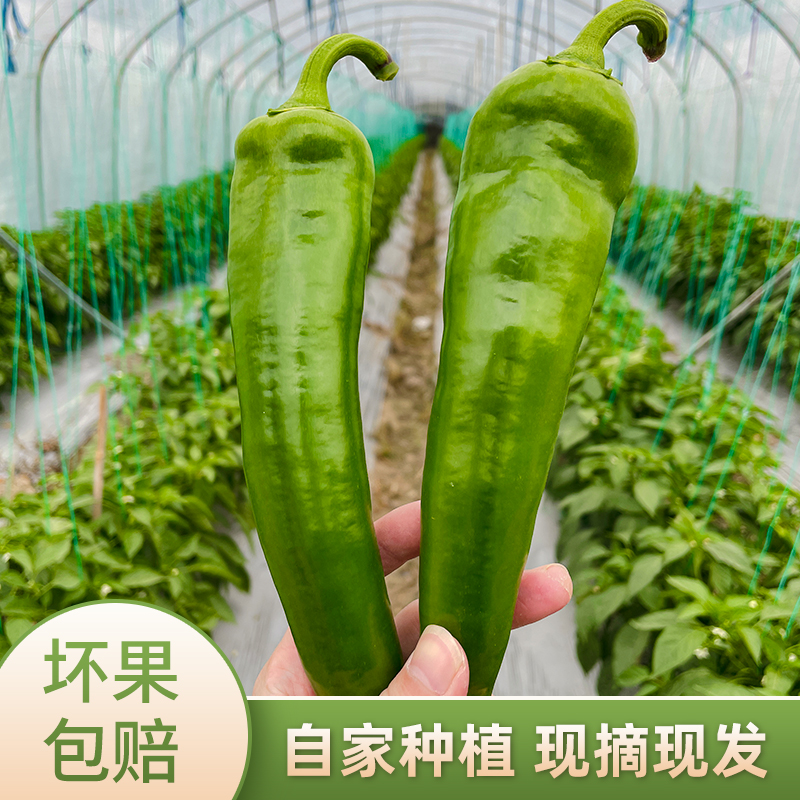 【包邮】自家种植新鲜辣椒现摘现发个头饱满青皮尖椒辣椒好吃不贵