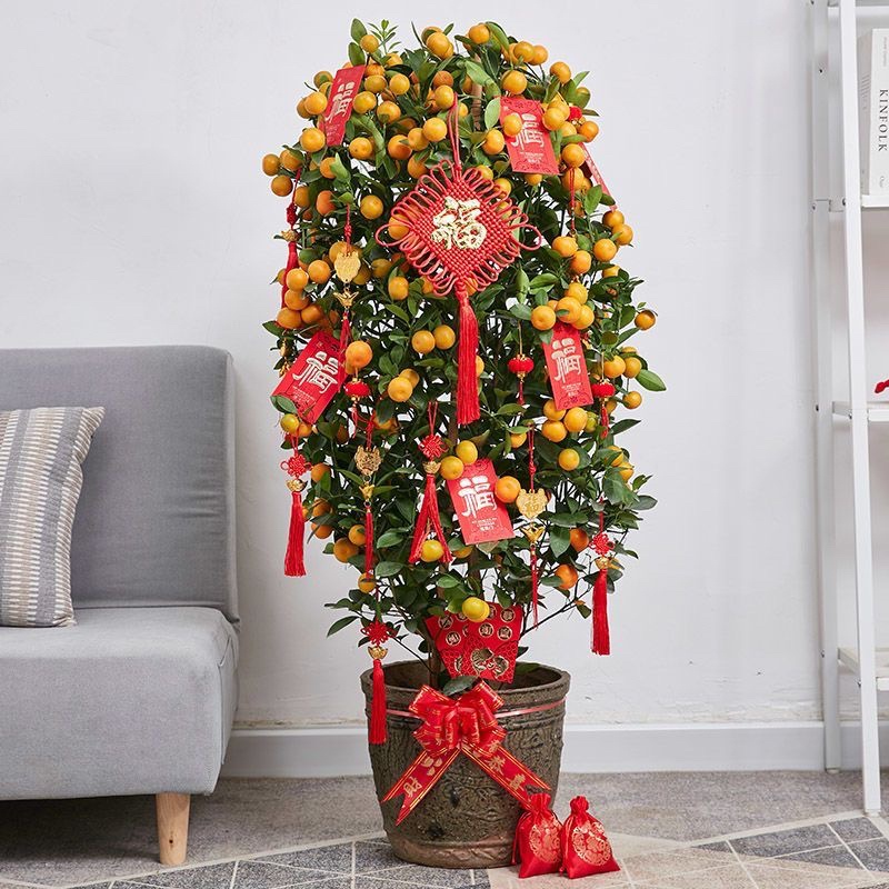 年桔金桔树盆栽带果乔迁新年客厅招财（带盆木架发货）