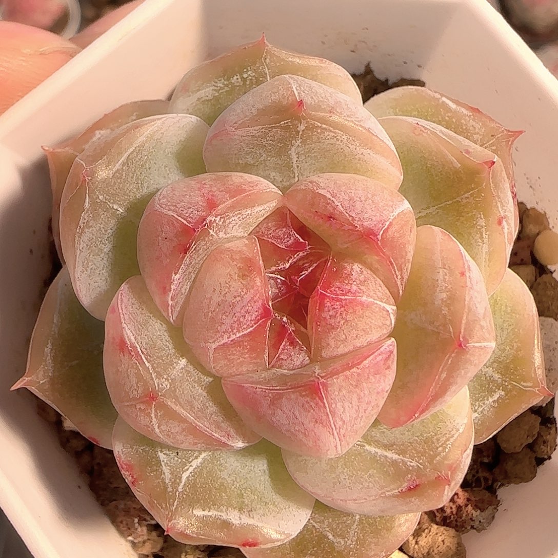 多肉1206-219钻石珍妮