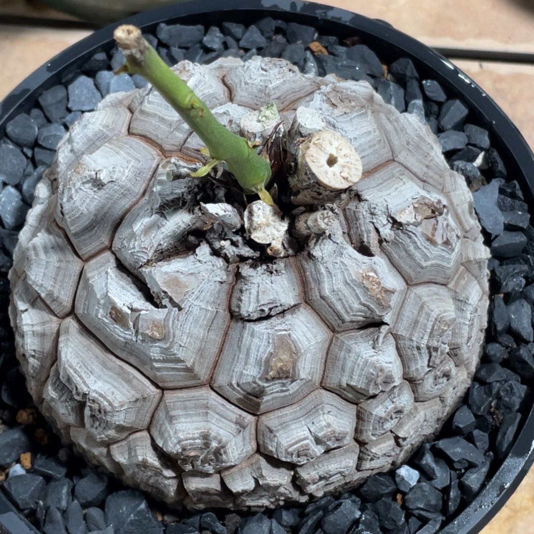 精品龟甲龙123456