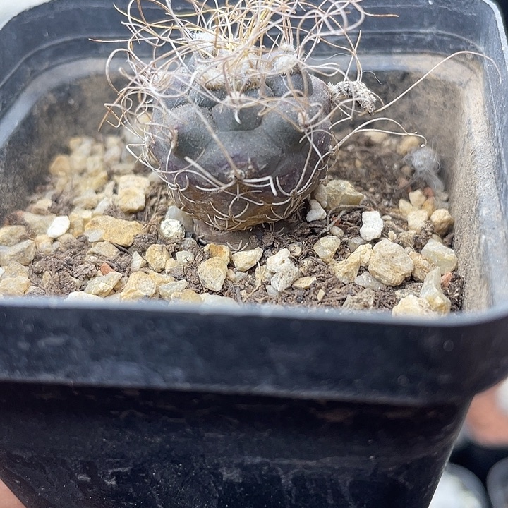 实生娇丽一颗包邮