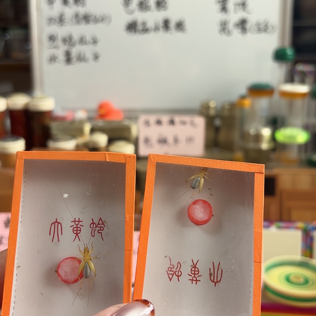 两条烈焰 不包断须尾