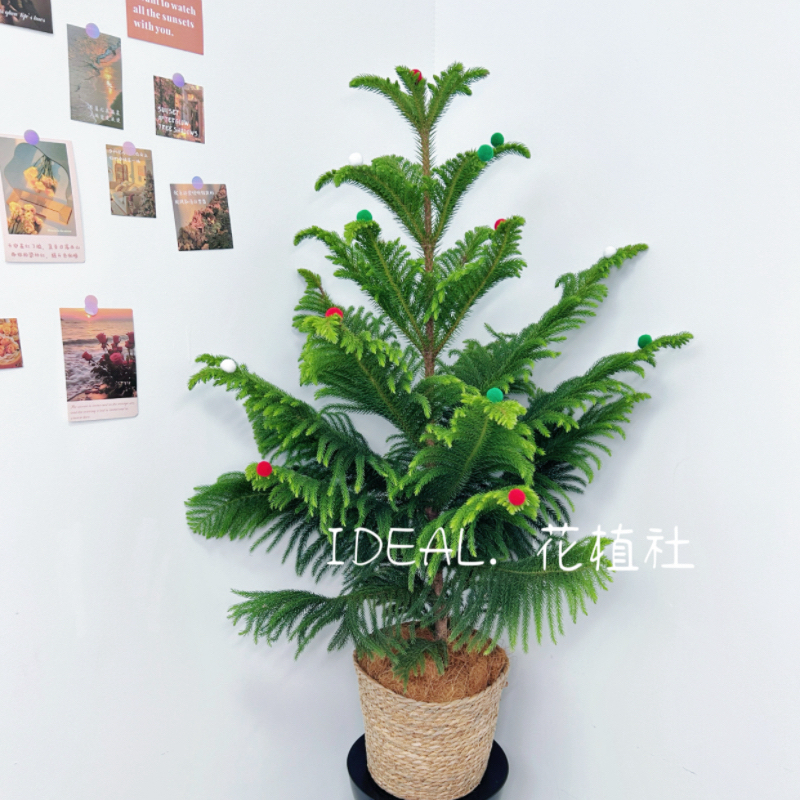 大型南洋杉圣诞树绿植好养盆栽四季常青可送货上门