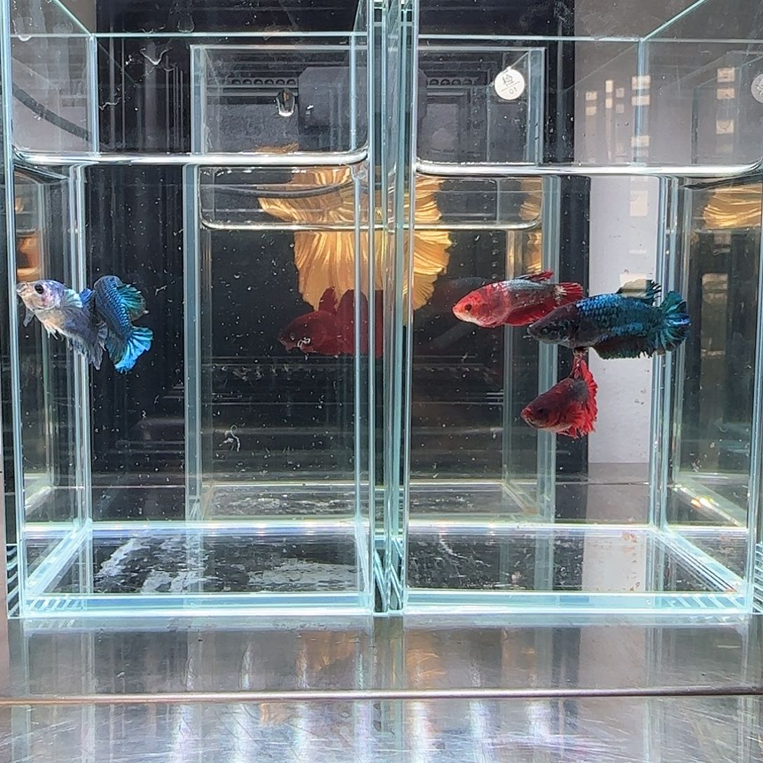 斗鱼活体观赏鱼好养耐活