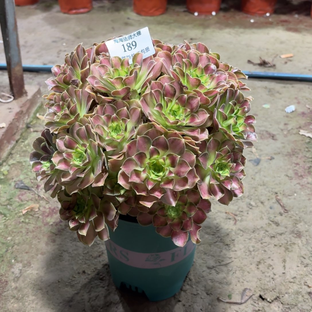 189韶华多肉植物法师