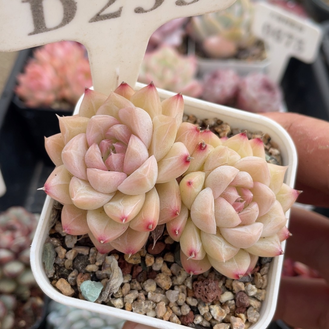 253白杂不带盆7厘米