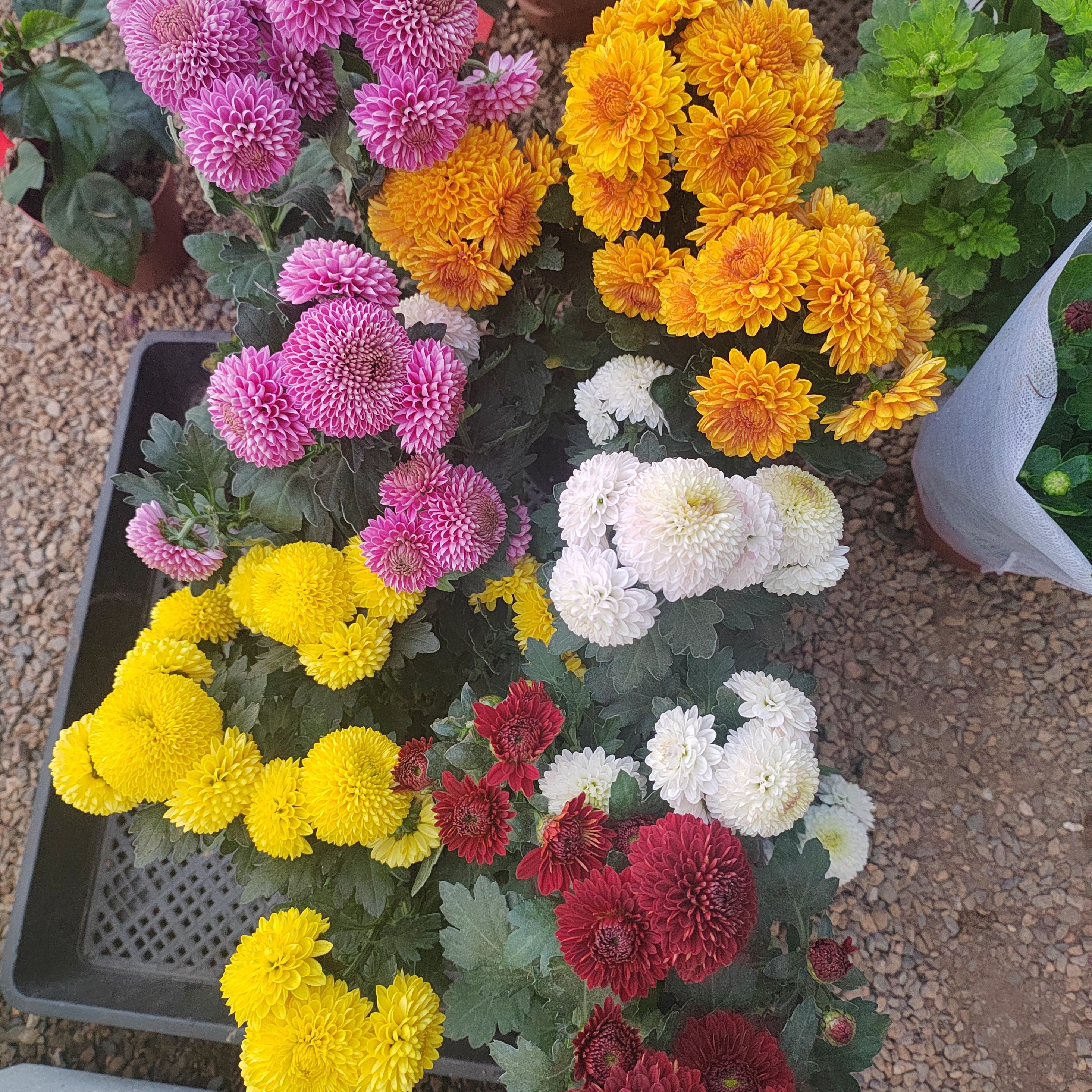 福利款18号5棵乒乓球菊红粉黄奶白橙5个色13厘米盆径四季开花好养