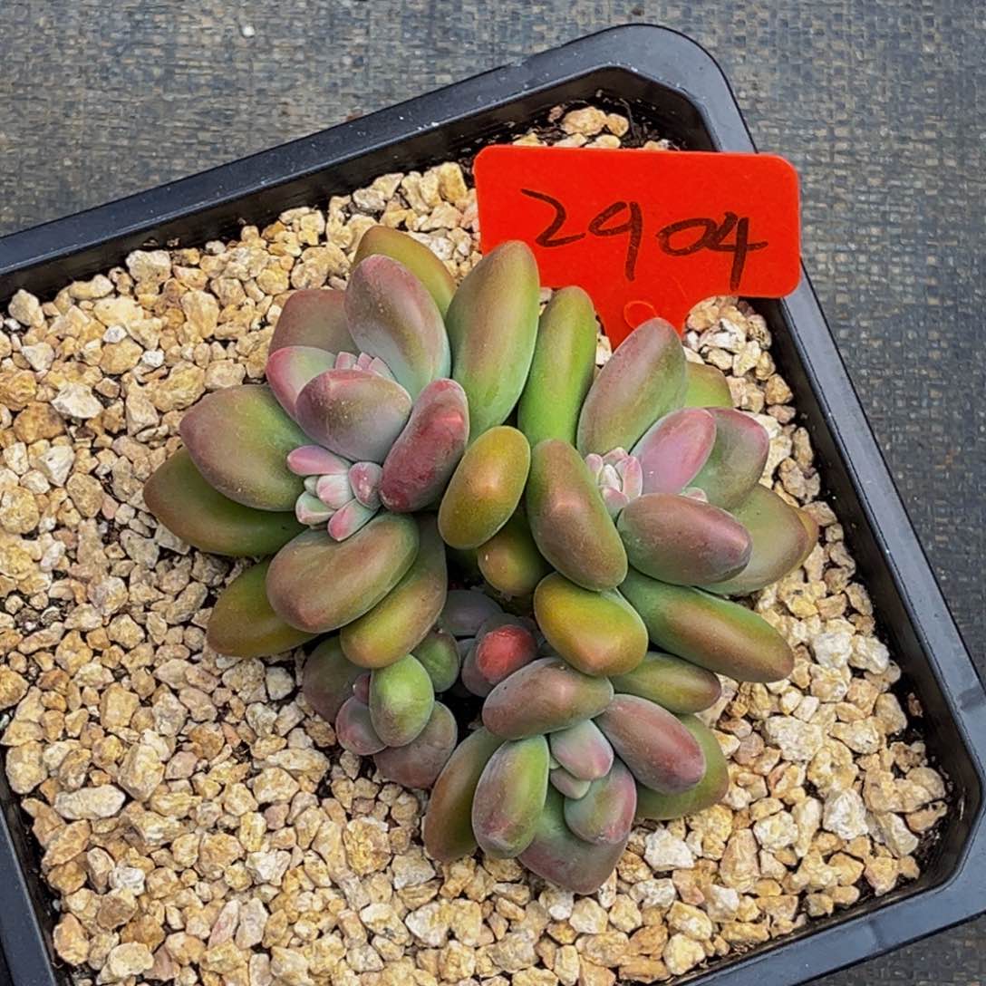 2904号上午多肉植物群生多肉植物