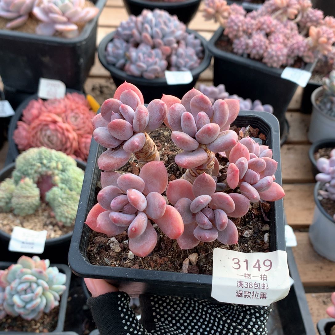 11厘米7头欧洲美人3149