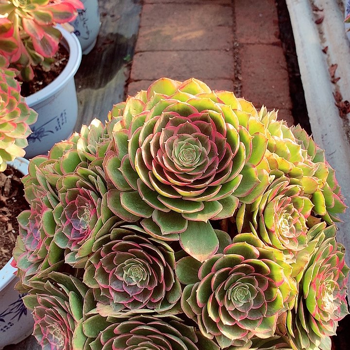 粉花妖中号，有点微瑕