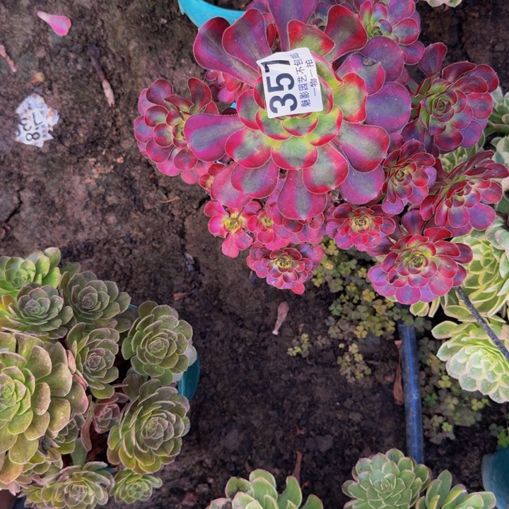 香奈花25-9包邮花花