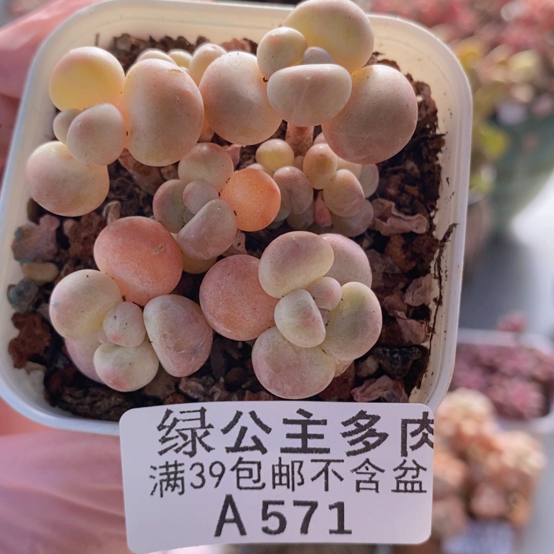 萤火虫5cm571多肉植物