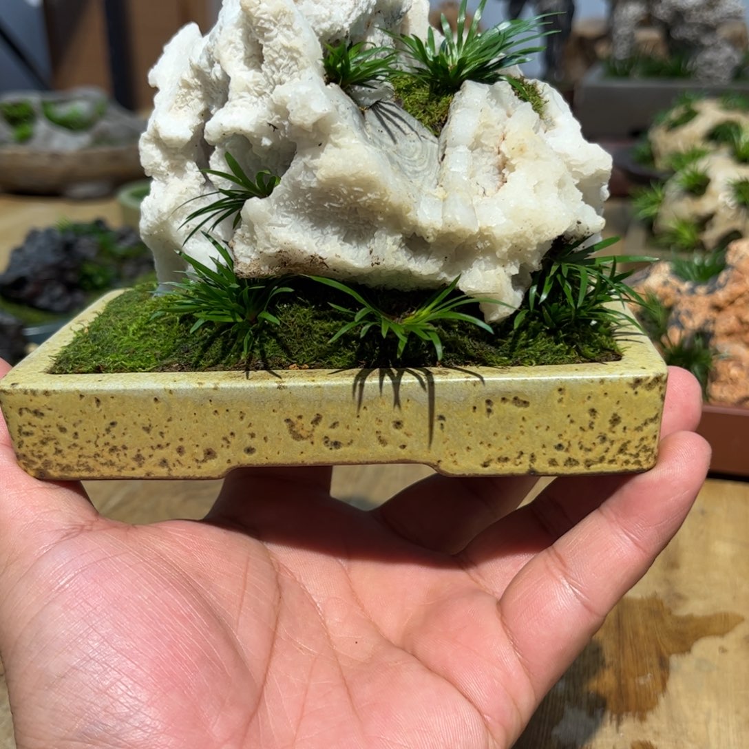 言***李紫砂花盆➕附石菖蒲