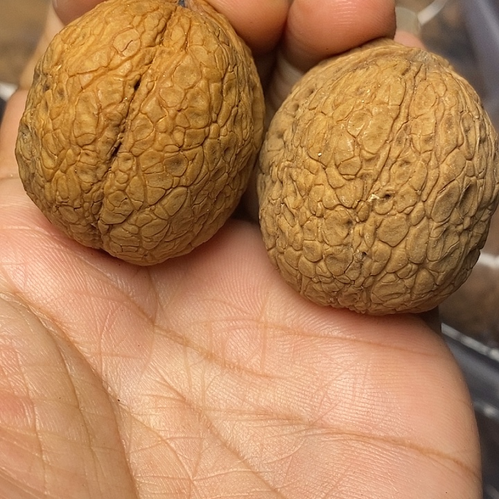 文玩核桃把件云南铁核桃8