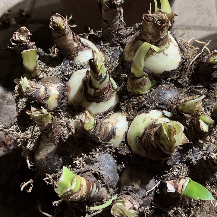 开***心无花朵朱顶红阿弗雷一坨