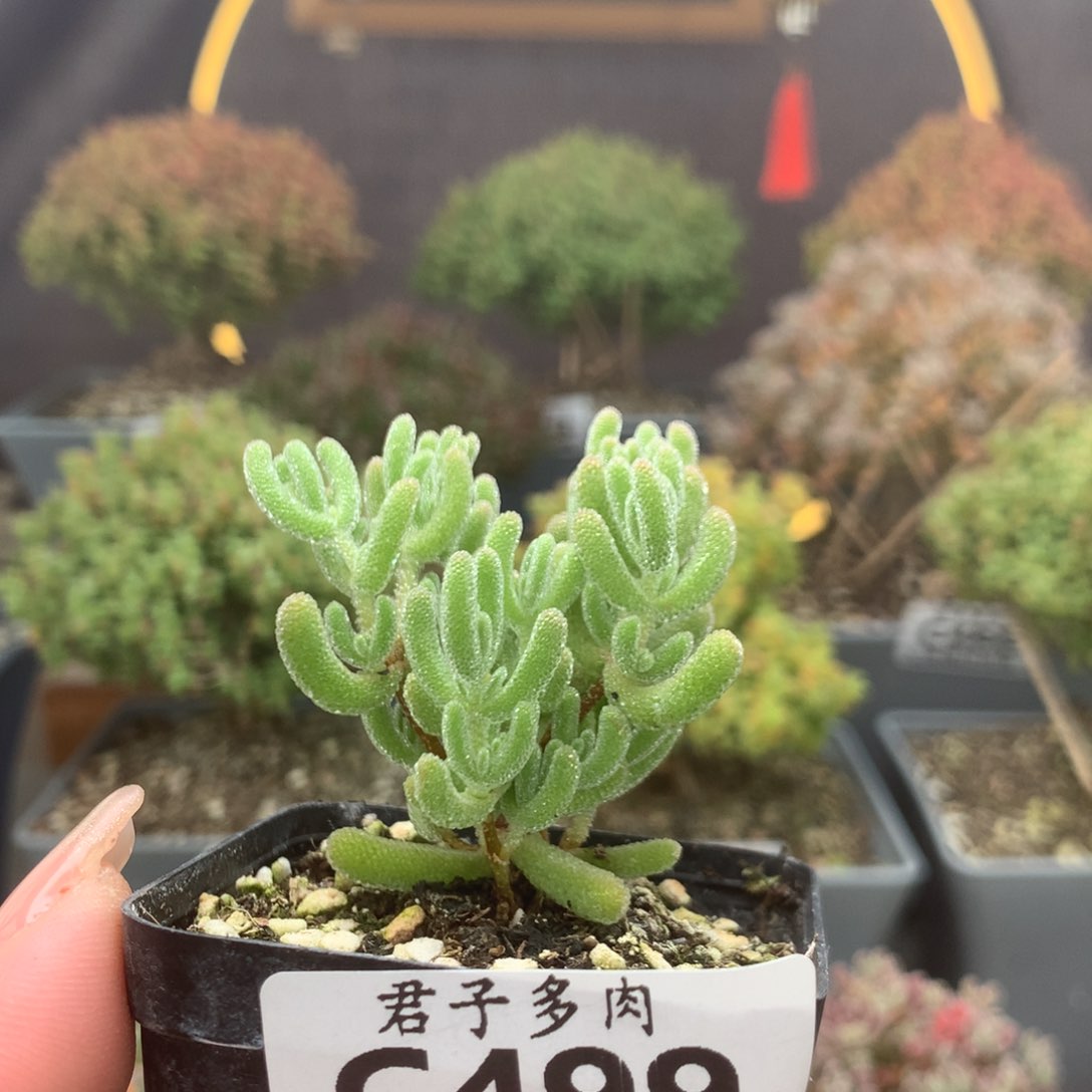 c400冰晶杂枝干番杏