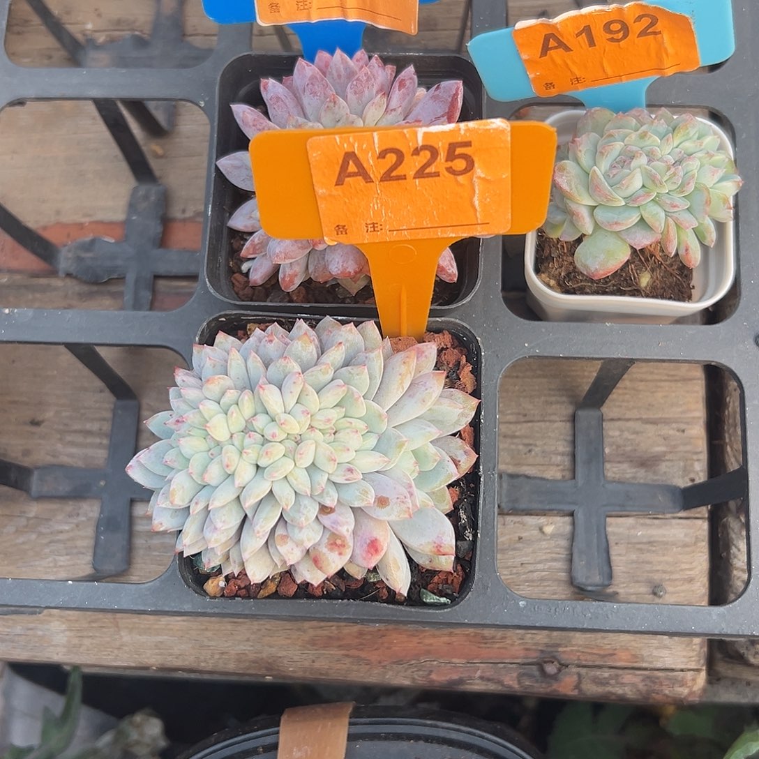 ****、多肉植物一物一拍