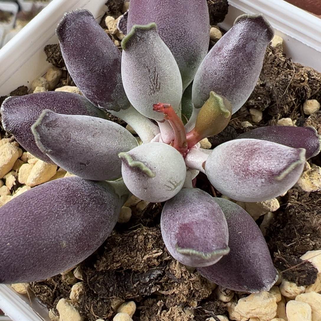 艺伎海报多肉植物水泡