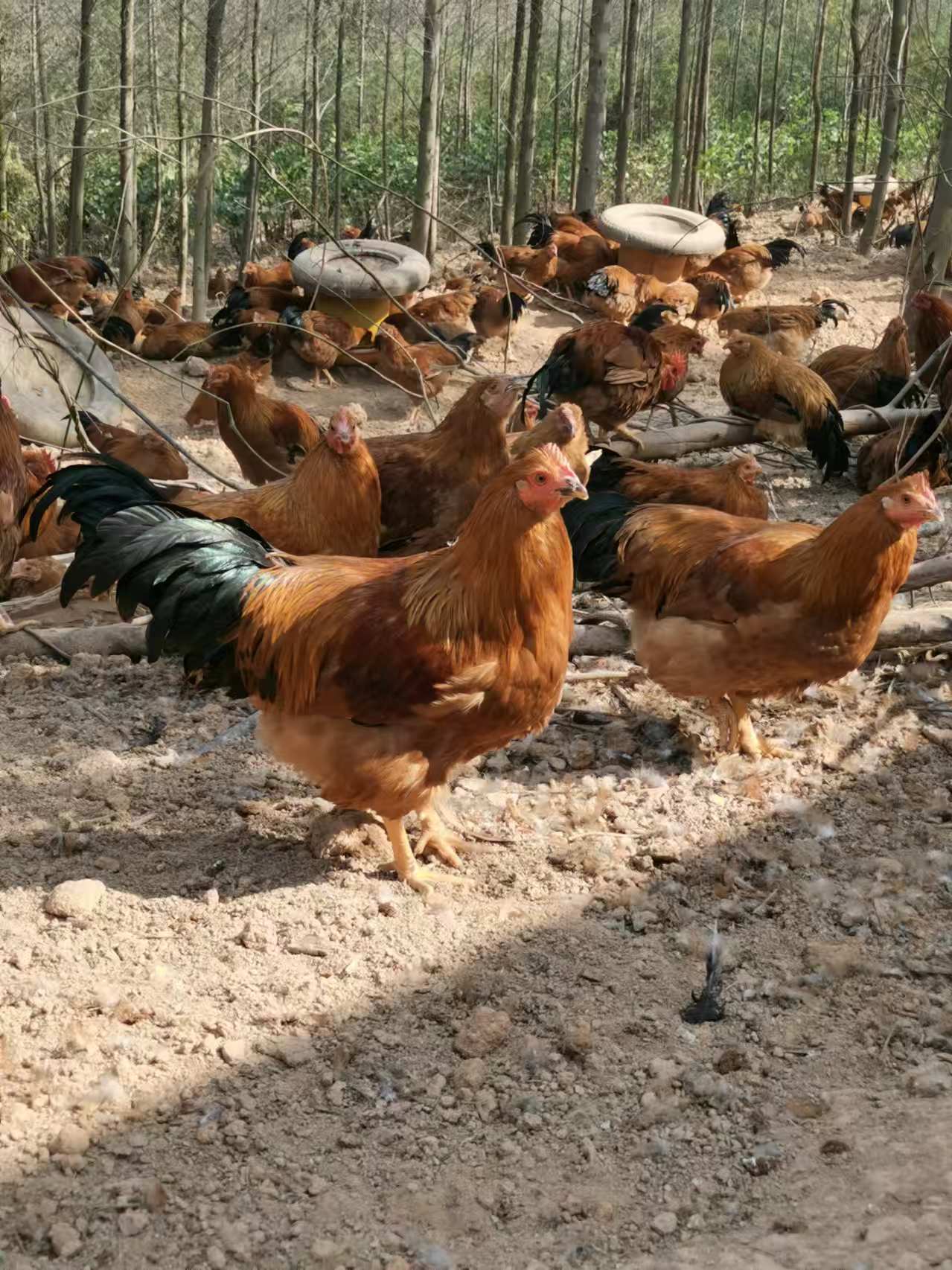 （阉鸡太监鸡）广西灵山土鸡灵山土香鸡太监鸡不打鸣的公鸡