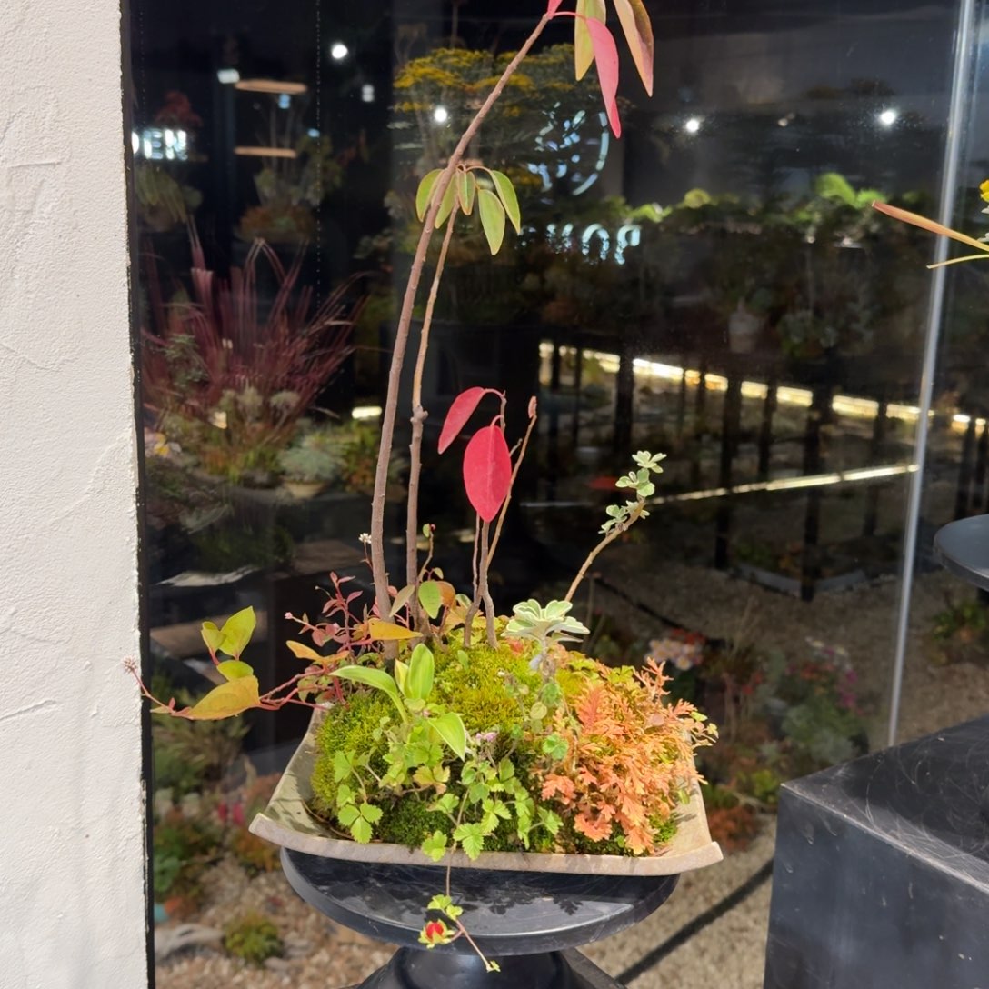 全部花朵山野草日本盆器