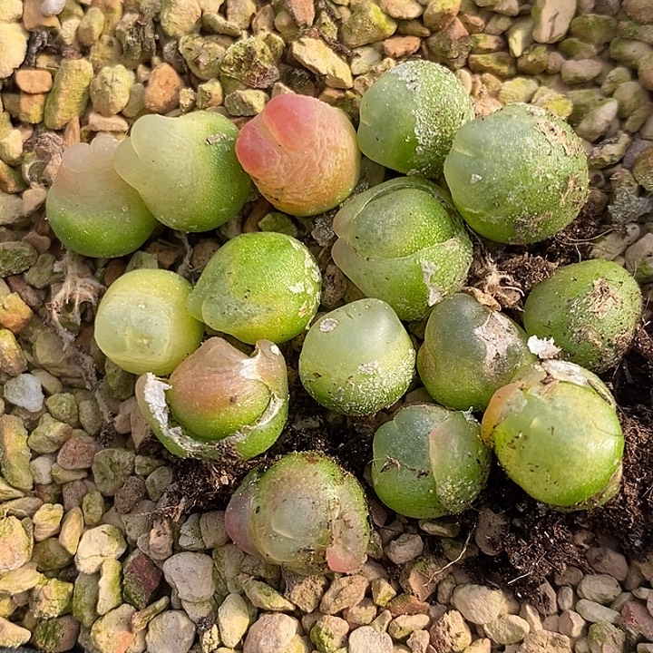 2764福利拉登一组。   