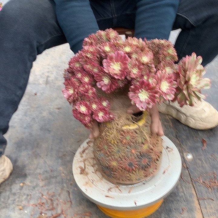 元***子蕾丝小公主朵朵寄养