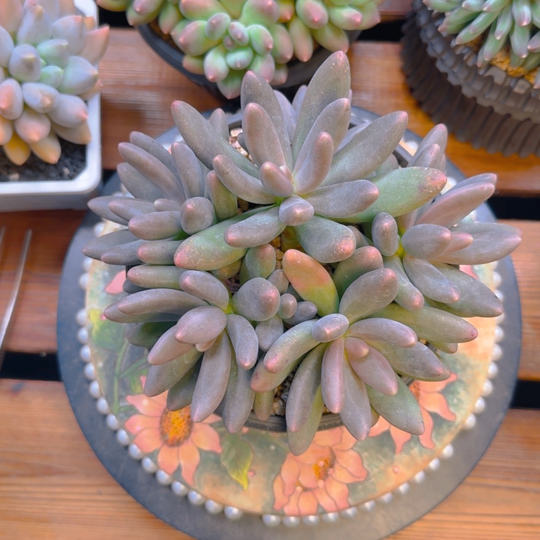 鑫***号鑫豪糖果发货111111111111多肉