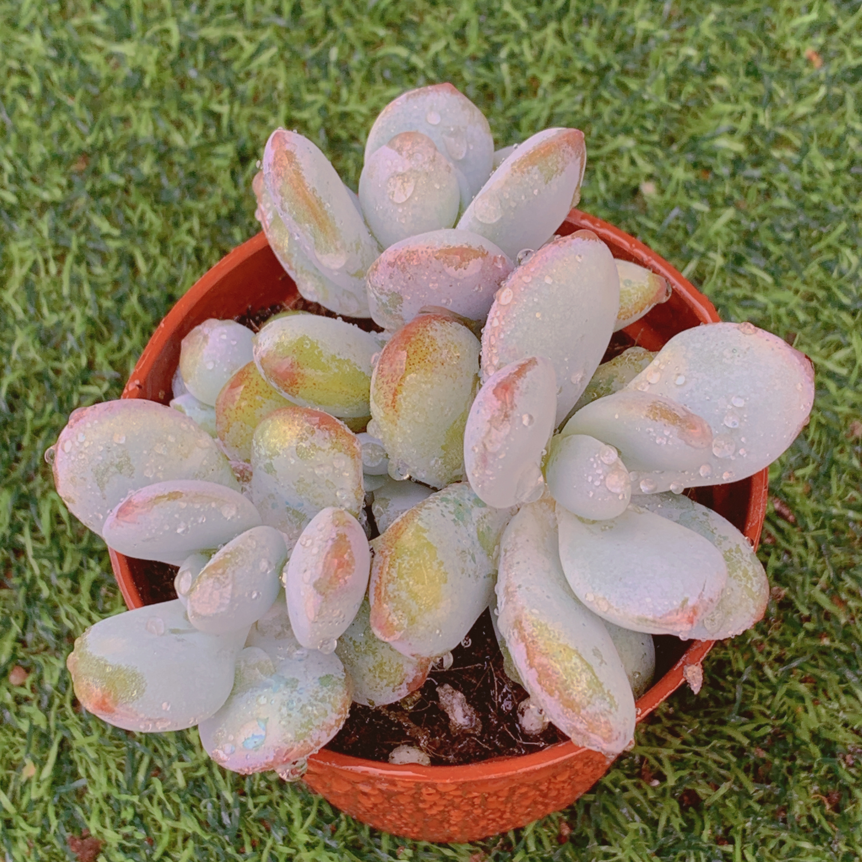 雪美人群5-7CM【花界草堂】精品多肉阳台盆栽一单包邮蜜橘