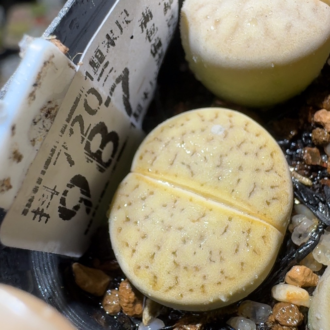 Sss精品清仓价987猪皮