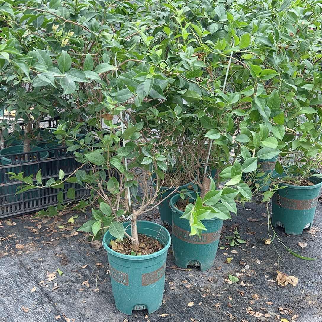 大部分开放少量花苞柳叶苹果花一颗