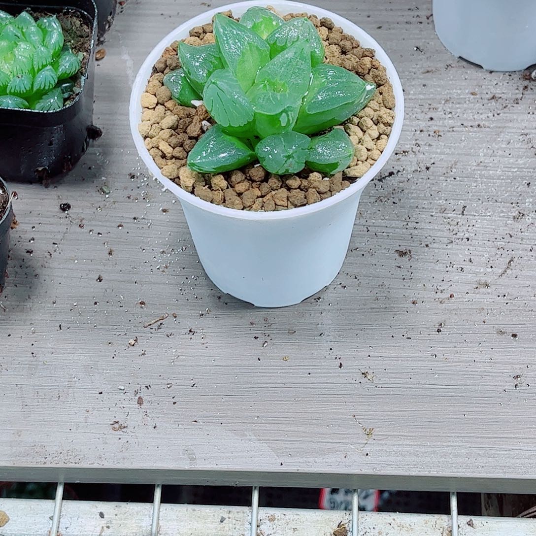 冰城寿玉露一勿一拍