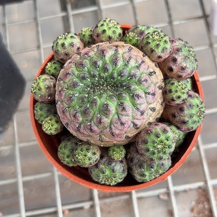 我也不知道我为什么会