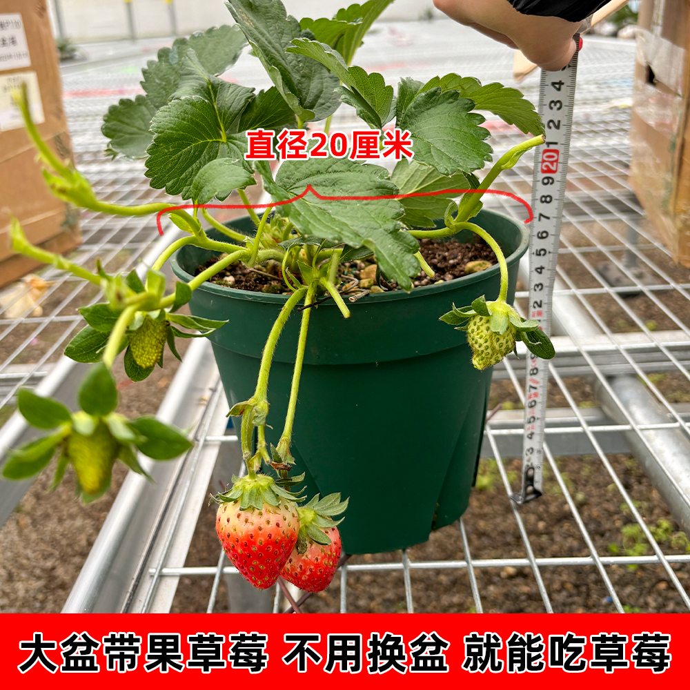【盆口20厘米】大盆草莓盆香野奶莓原盆原土发货草莓苗带果草莓隋珠