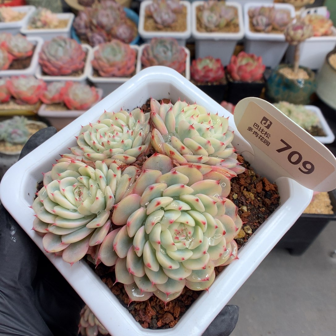 709 老桩姬莲锦多肉