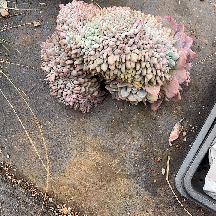 晴***）多肉植物一物一拍