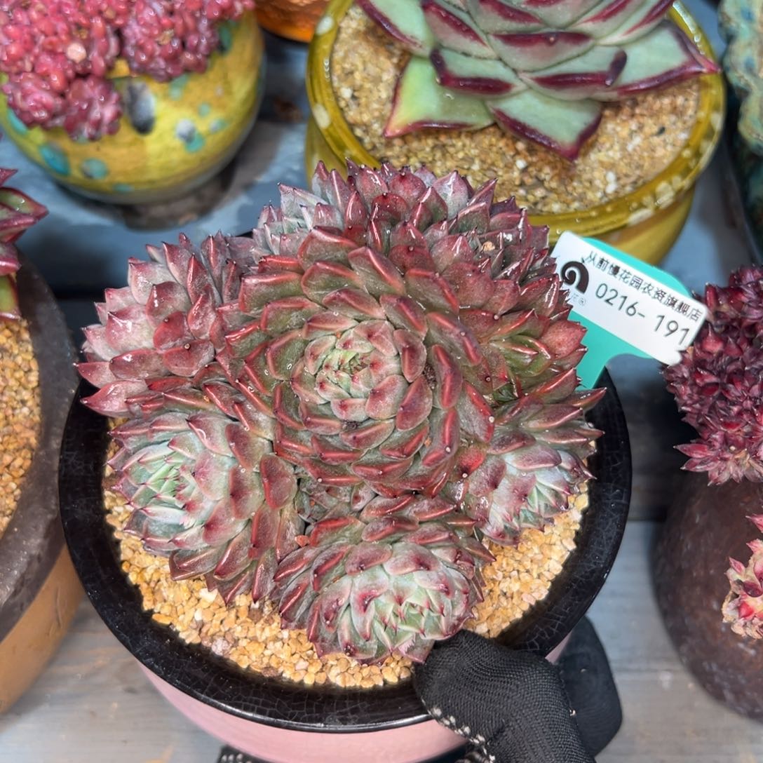 多肉一物一拍0216-191