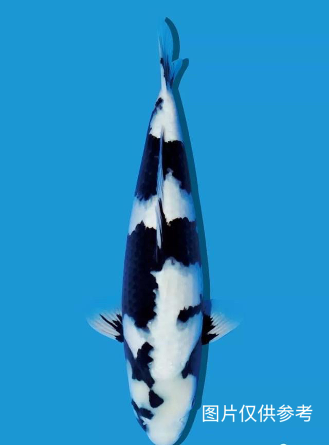 《顺丰包邮》锦鲤鱼养殖基地