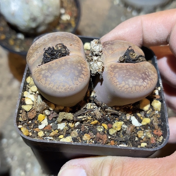 满38包邮2天凑单，脱土晾根发货多肉植物