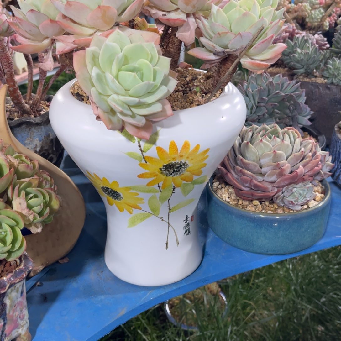 紫***）多肉植物保护研究所所长一