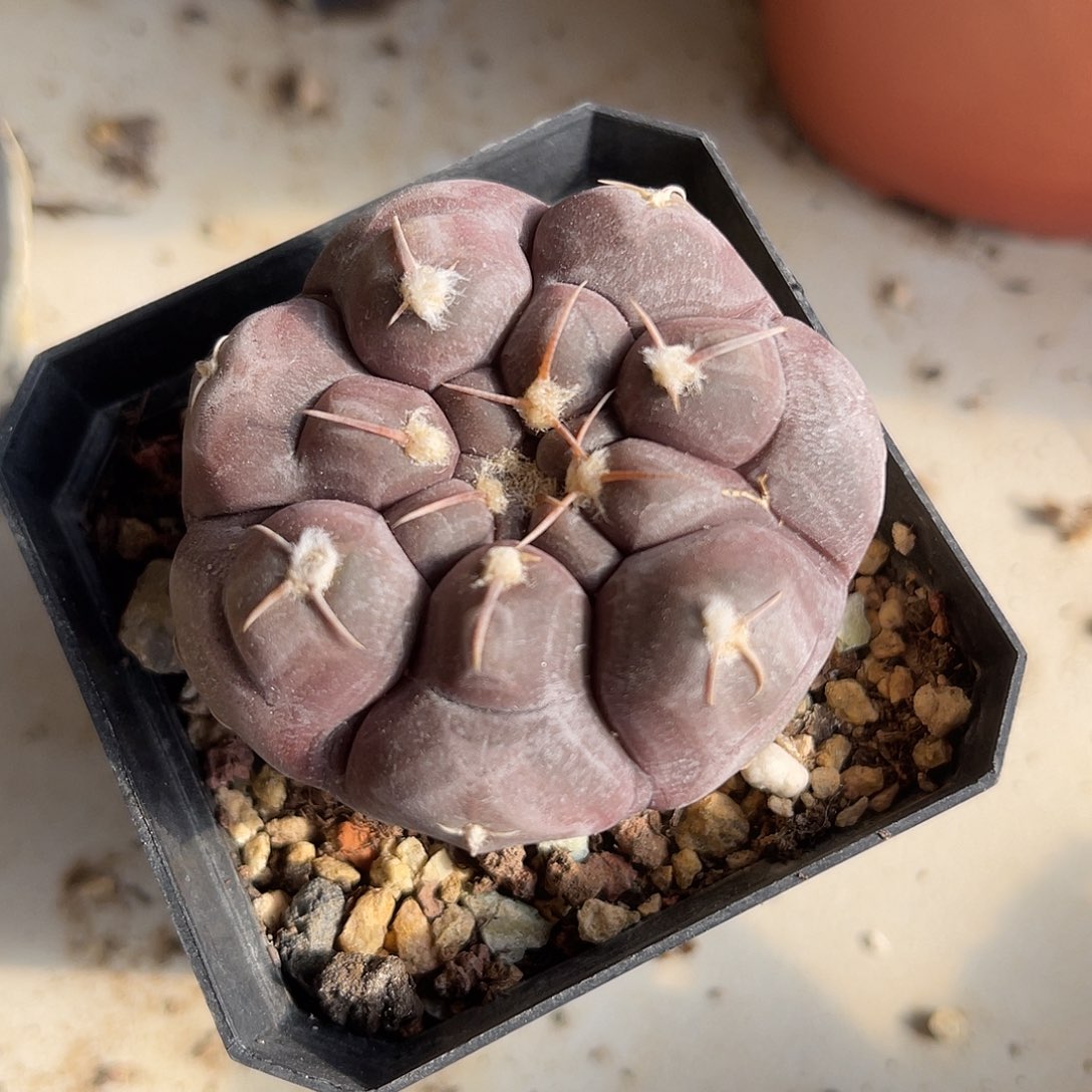 实生大尤紫色铅皮一物一拍