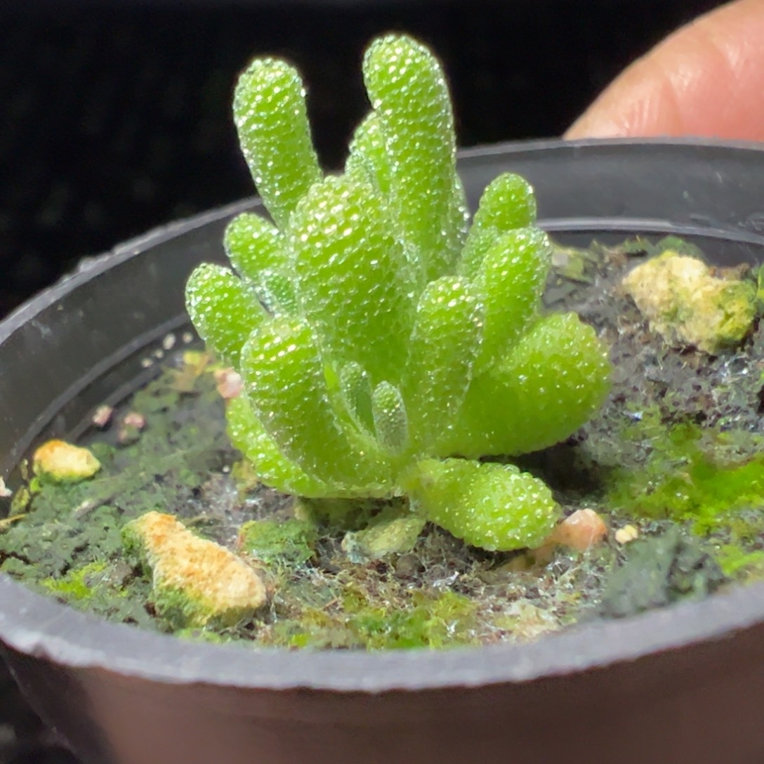 实生冰晶50倍老桩福利