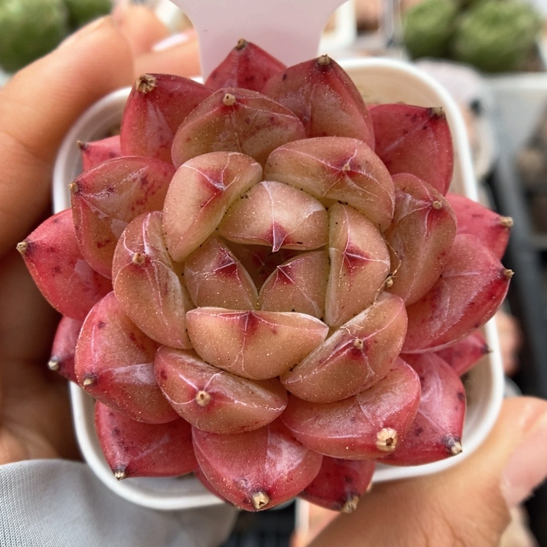 熊猫珍妮可拍306号