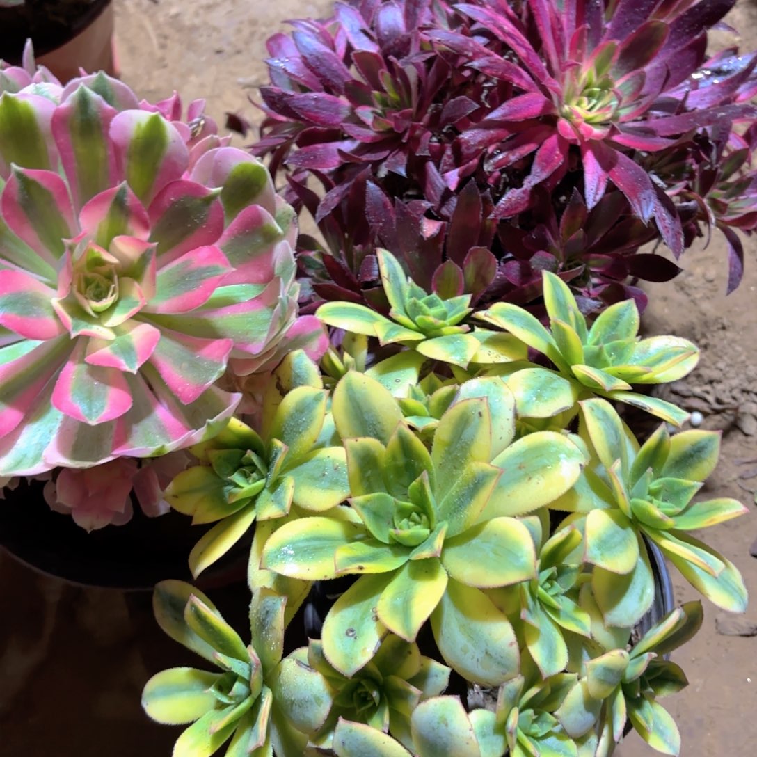 惊鸿仙子，星爆，七彩女巫19.8