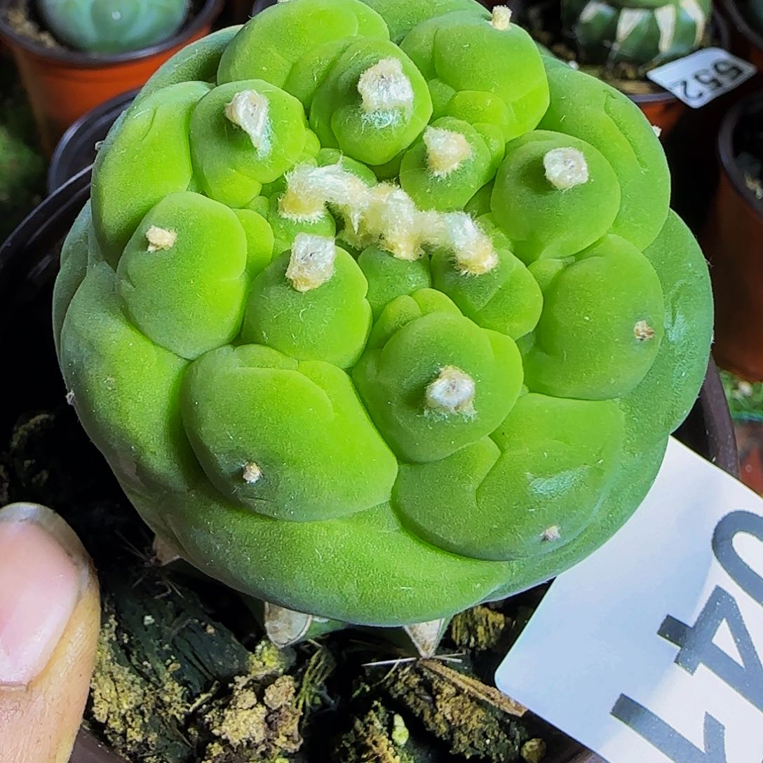 ༄****仙041仙人球开花