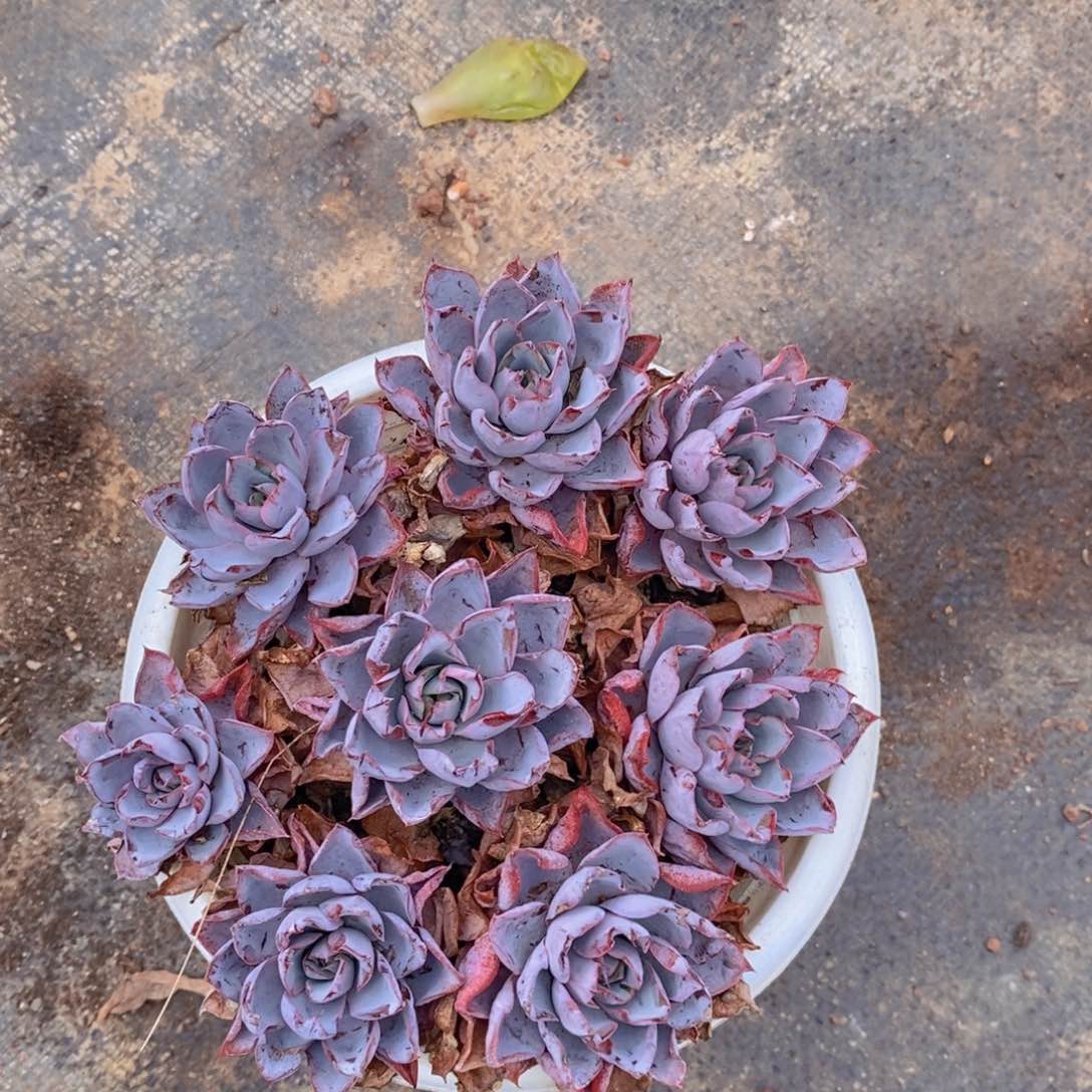 整桩小叶赫拉一盆