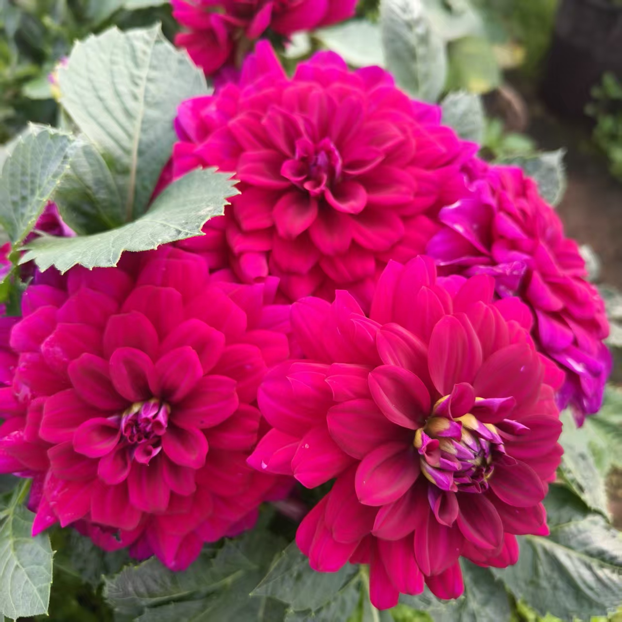 【紫芙蓉】大丽花盆栽小花型矮化品种小丽花四季开花量多