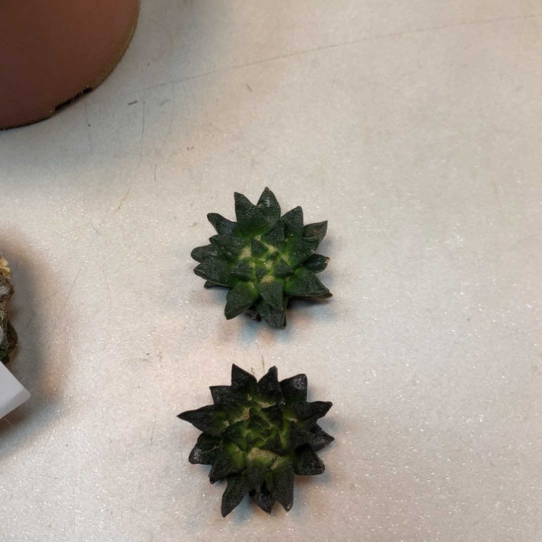    苗接 龙角岩牡丹(无根1颗) 4公分起发