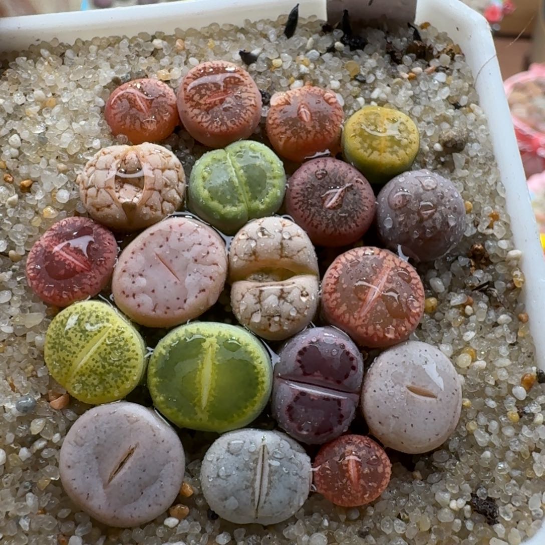 1126-031新手彩套