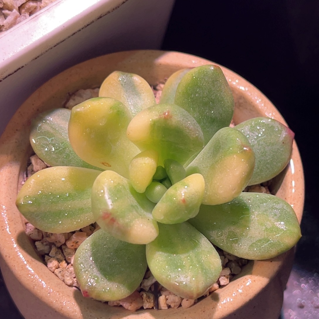 多肉特价天堂锦头盖