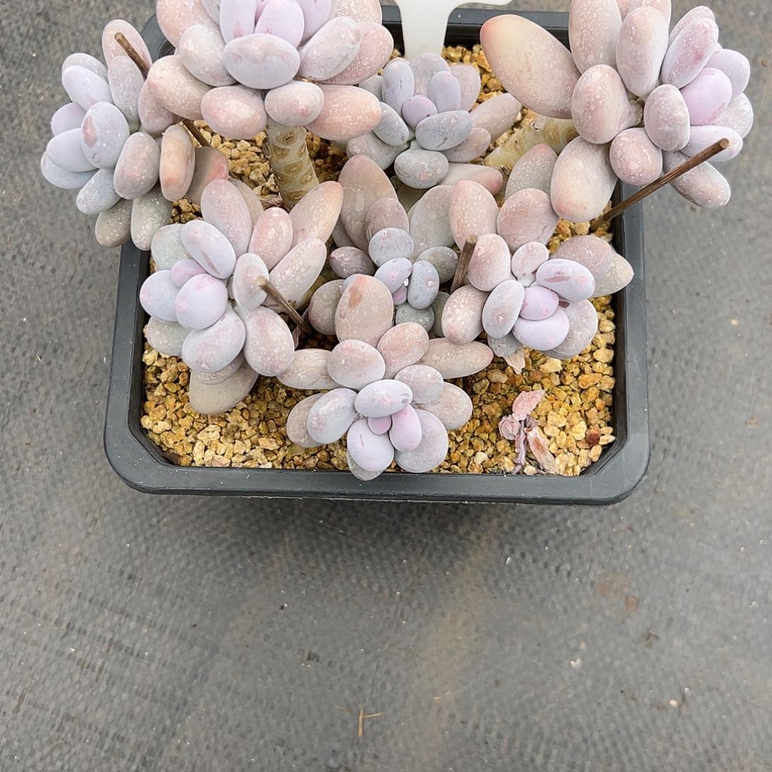 23水光针奶酪。多肉。